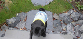 森の中にいるような雰囲気の立派なお庭