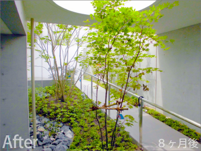 森の中にいるような雰囲気の立派なお庭